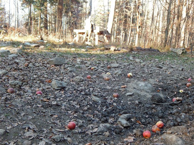 Predlagam, da se po vsem teritoriju Republike Slovenije takoj spet uvedejo ustrezno opremljena, urejena in zavarovana mrhovišča. Foto Simona Fajfar