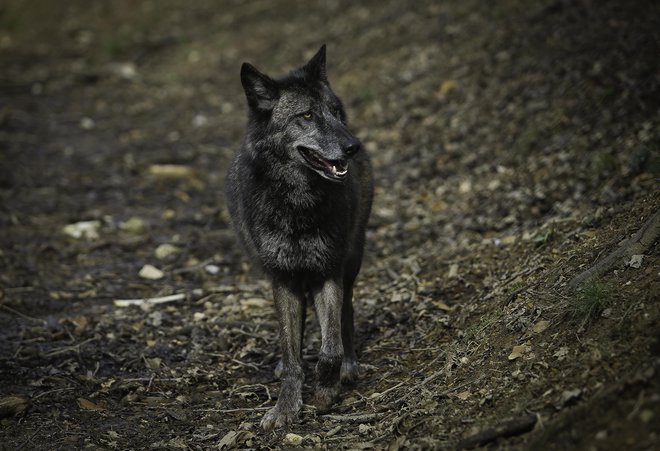 V odročnih hribovskih predelih morajo otroci peš do šole ali do šolskega avtobusa. Spotoma trepetajo pred volkovi. Foto Jože Suhadolnik