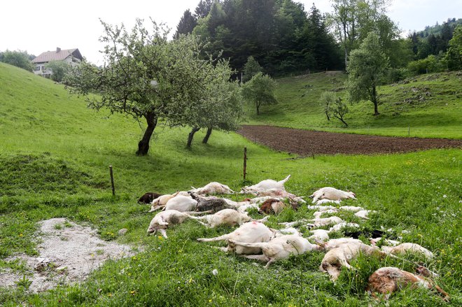 Volkovi značilno napadajo drobnico v tropih in pomorijo celo več, kot jim narekuje lakota. Foto Marko Feist