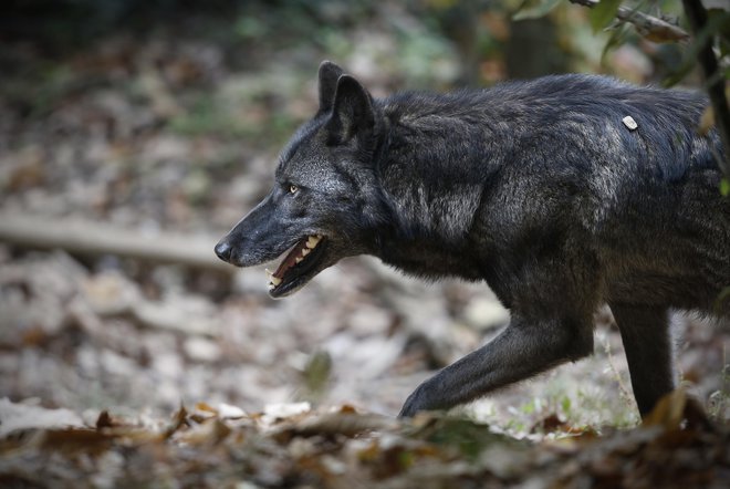 Zakon spodbuja odstrel volkov, ko imajo mladiče. FOTO: Blaž Samec/Delo