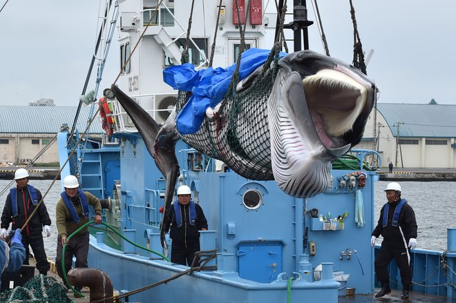 Od treh vrst kitov, ki jih bodo lahko lovili japonski ribiči, je ena v kategoriji ogroženih vrst na rdečem seznamu IUCN. FOTO: Afp