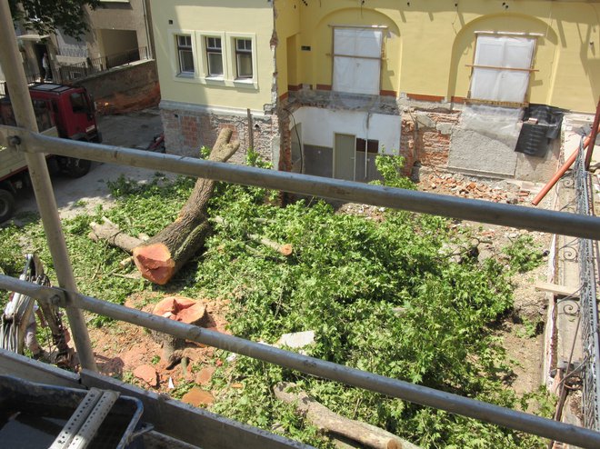 Posekana zdrava platana na dvorišču Celjskega doma. FOTO: Špela Kuralt/Delo