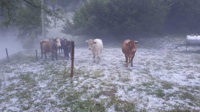 Večje količine toče in podrta drevesa so ostali za neurjem v Brezovici pri Podgradu. FOTO: Stane Štaudohar/Neurje.si