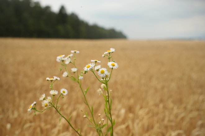 Panvita namerava delež poljedeljskih površin, vključenih v sistem ekološke pridelave, z 82 hektarov povečati na 120 hektarov. FOTO: Jure Eržen