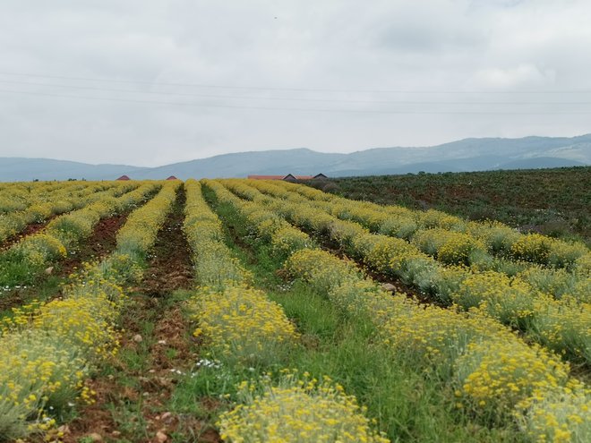 Pobočja ob vznožju Suhe planine so te dni obarvana nežno rumeno. Smilj, rastlino nesmrtnosti, gojijo na sto hektarih in iz njega pridelujejo eterično olje. Foto: Milena Zupanič