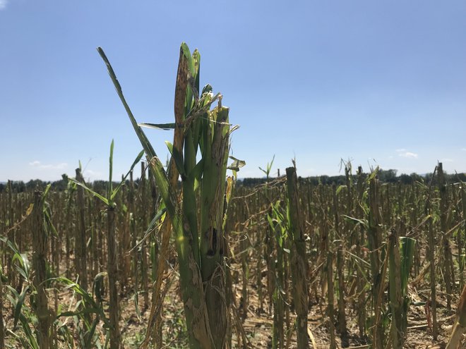 Škoda po toči, ki je prizdadela Ptuj. Foto Ptujinfo