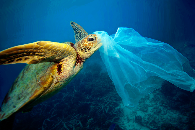 Plastične vrečke močno obremenjujejo oceane. FOTO: Troy Mayne