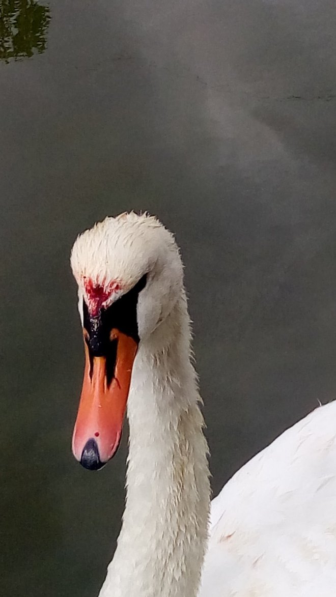 Poškodovana labodka iz koprske Badaševice. FOTO: Jasmina Čuturić