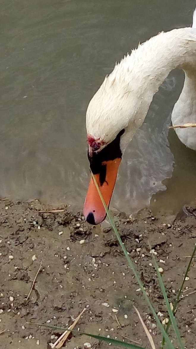 Kaj jo je poškodovalo, ni znano. FOTO: Jasmina Čuturić