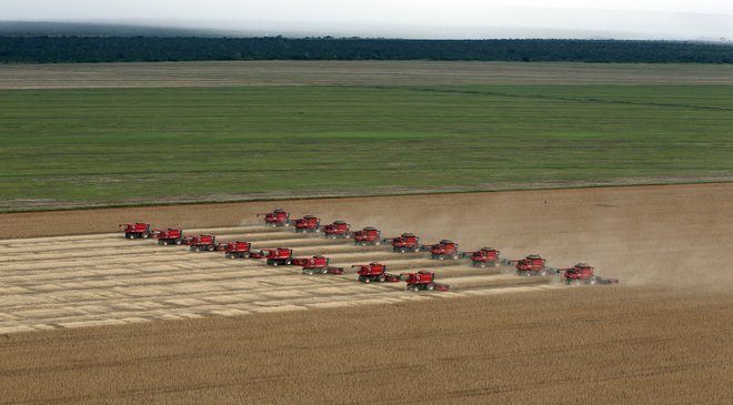 Gozdove v Amazoniji izsekavajo tudi zato, da tam pasejo živino ali pa posejejo sojo &ndash; ki jo bo pojedla živina na drugem koncu sveta. FOTO: Reuters