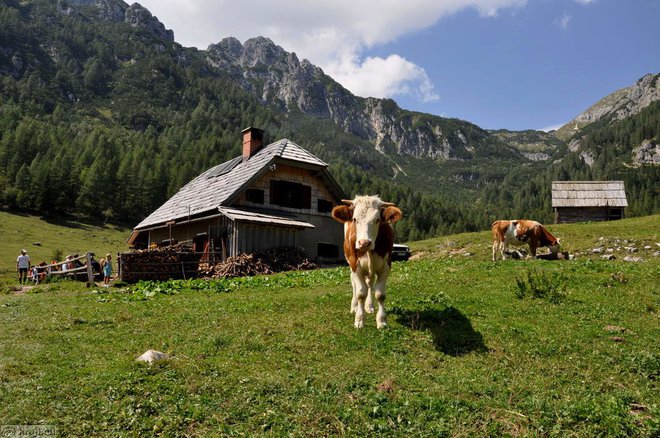 Ko sem ljubko in zvedavo kravo na Konjščici v deliriju pozdravil &raquo;Čao, pi...&laquo; in so me slišali, je bilo jasno, da nisem več pri sebi. Foto: Kraji.eu