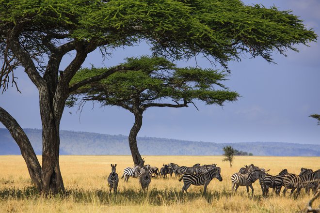 Zebre v Serengetiju, najbolj znanem narodnem parku v Tanzaniji. Foto Shutterstock