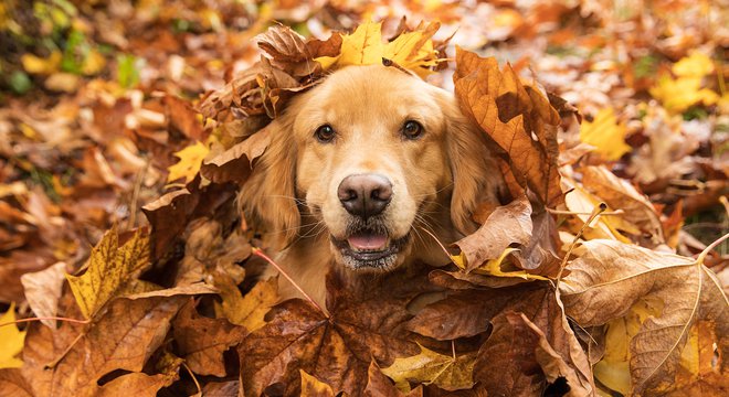 Na spletu mrgoli bizarnih posnetkov, glas o tem, kako si je pes priboril glavno vlogo v družini, pa se širi tudi od ust do ust.<br />
FOTO: Shutterstock