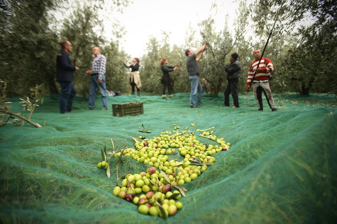 Obiranje oljk v oljčniku družine Jenko na Srminu nad Škocjanskim zatokom. FOTO: Jure Eržen/Delo