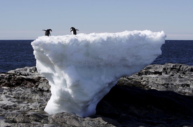 Spolne navade adelaidskih pingvinov so bile preveč za Georgea Murrayja Levicka, občutljivo dušo znanstvenika z začetka 20. stoletja. FOTO: Reuters