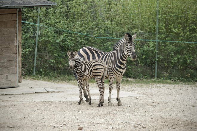 Med mladiči, ki jih obiskovalci še niso mogli videti v živo, je tudi zebrica Sanaa, skotena v času pandemije. FOTO: Uroš Hočevar