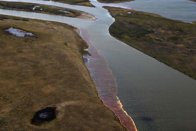 Gorivo je onesnažilo zelo občutljiv ekosistem nižinskih rek v severni Sibiriji. FOTO: Irina Jarinska/AFP