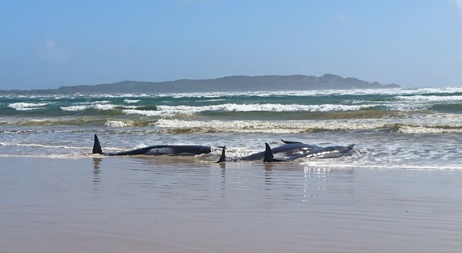 Tasmanska polcija je fotografirala nasedle kite, ocenjujejo, da jih je okoli 250, mnogi so že poginili. FOTO: AFP