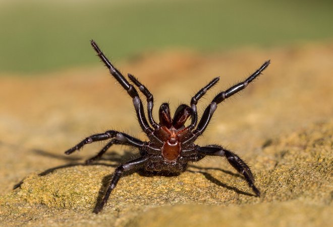 Sydneyjski lijakasti pajek <em>Atrax robustus </em>je eden najbolj strupenih pajkov na svetu. Foto Ken Griffiths/shutterstock