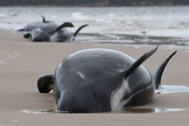 Večina kitov je že poginila. FOTO: Brodie Weeding/AFP