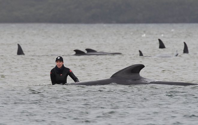 Manjše število kitov je bilo rešenih. FOTO: Brodie Weeding/AFP
