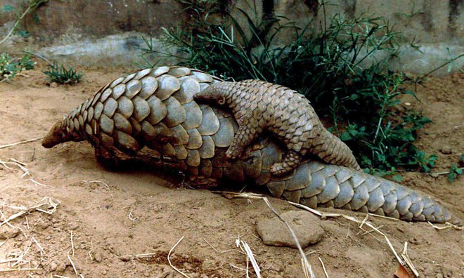 Edina neizumrla družina luskavcev, Manidae, ima tri rodove &ndash; Manis (štiri vrste, živeče v Aziji), Phataginus (dve vrsti, živeči v Afriki) in Smutsia (dve vrsti, živeči v Afriki). FOTO: Stringer/Reuters