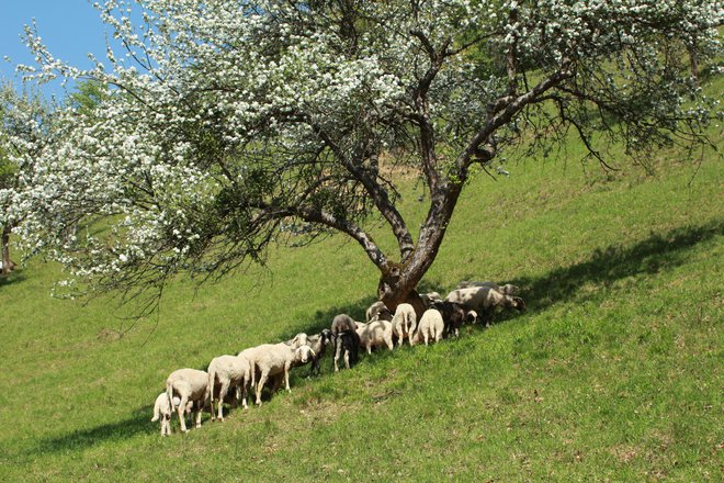 Travišča je mogoče ohranjati s košnjo, pašo in sadovnjaki. FOTO: arhiv ZRSVN