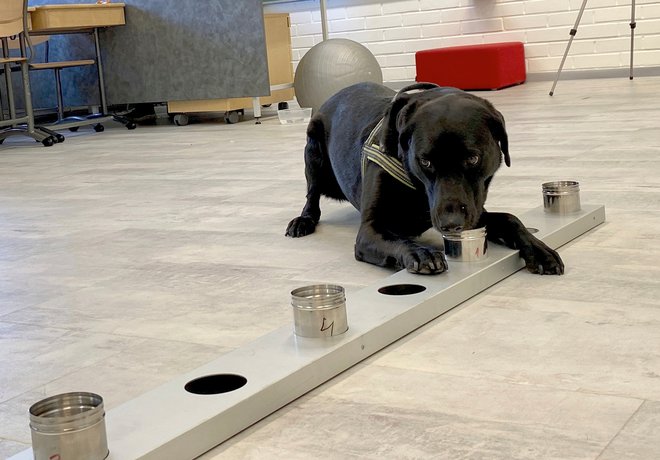 Miina sodi v prvo skupino psov, s katerimi na helsinškem letališču preverjajo, kako pes lahko pomaga človeku pri odkrivanju okužb z novim koronavirusom. FOTO: Attila Cser/Reuters
