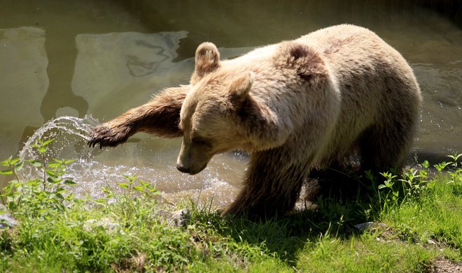 Medved se je proti čudu tehnologije podal z bliskovito hitrostjo in s slastjo zagrizel vanj. FOTO: Roman Šipić/Delo