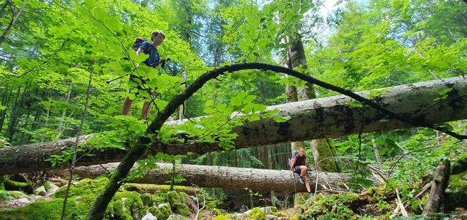 Mladi planinski podlasici trasirata pot po Kočevskem rogu. FOTO: Jakob J. Kenda