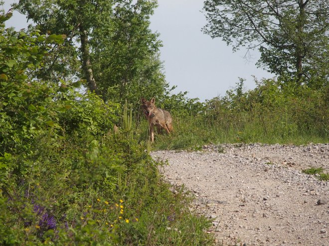 Na Vitinem truplu so našli veliko odprto rano na levi rami. Neuradno je bila volkulja ustreljena. FOTO: Hubert Potočnik