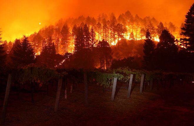Požar Glass gori v hribih v bližini vinograda v St. Heleni v Kaliforniji, ki je požgal že več kot 2500 hektarov površin in uničil domove. FOTO: Justin Sullivan/AFP