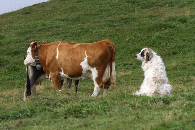 Na 520.000 hektarjih alpskih pašnikov se vsako poletje pase 350.000 krav in telet, 180.000 ovac ter 30.000 koz. FOTO: Simon Godec