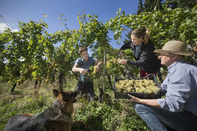 Pomoč države vinarjem ne bo zadostovala. FOTO: Jure Eržen/Delo