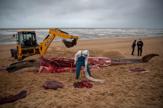 Moški reže trup kita, nasedlega na plaži v Les Sables-d&#39;Olonne, na zahodu Francije. FOTO: Loic Venance/Afp<br />
<br />
&nbsp;