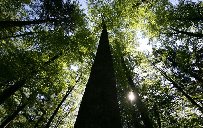 V osrčju Pohorja šele resnično dojamemo pomen pojmovanja drevesa kot starodavnega simbola življenja. FOTO: Roman Šipić/Delo