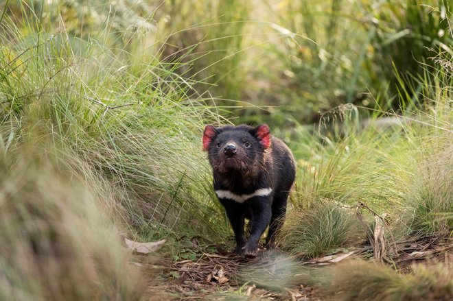 Tasmanski vrag se znova sprehaja po divjini v celinski Avstraliji. FOTO: Aussie Ark, AFP