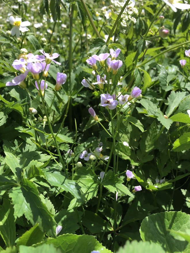 Cardamine insueta FOTO: Uzh, Rie Shimizu-Inatsugi