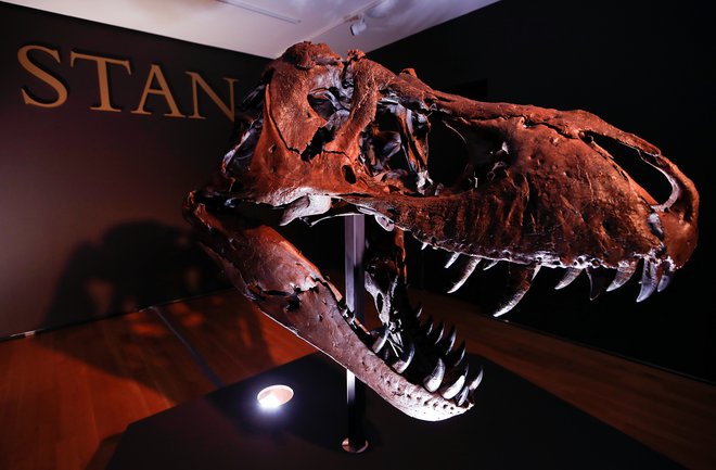 Glava 67 milijonov let starega okostja tiranozavra rexa<br />
FOTO: Mike Segar/Reuters