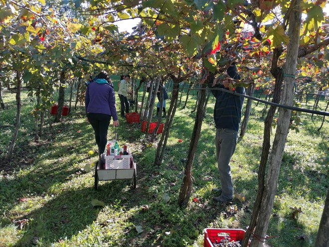 Non stop strežba trgačem FOTO: Brane Maselj