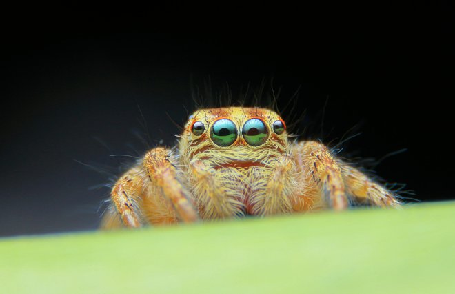 Na domu nas vse leto obiskujejo pajki iz družine skakačev (Salticidae). Zaradi prikupnih velikih oči se jih ljudje še najmanj bojijo. FOTO: Shutterstock