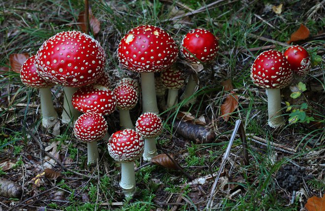 Očarljiva druščina rdečih mušnic: prelepe, a strupene. FOTO:Tine Schein