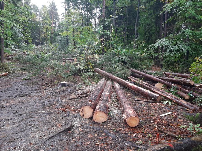 Na trasi tretje razvojne osi padajo prva drevesa. FOTO: Mateja Kotnik/Delo