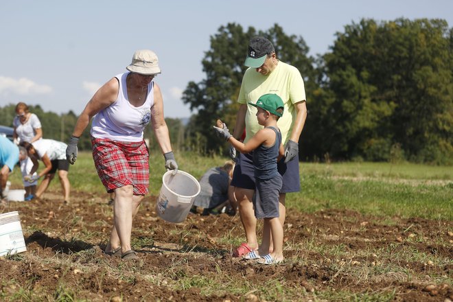 Če imajo morda drugi narodi po v tem času krompirjeve počitnice, jim jih od srca privoščim. FOTO: Leon Vidic/Delo