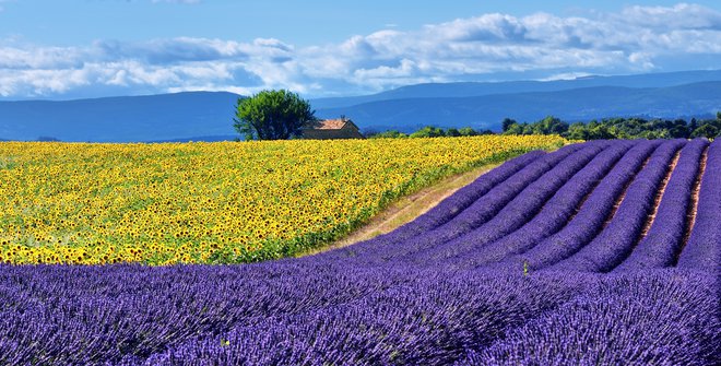 Najbolj znana polja sivke so na jugu Francije v Provansi, najpomembnejše evropske proizvajalke pa so Španija, Italija, grofija Norfolk v Angliji, Madžarska in Bolgarija. Foto Shutterstock