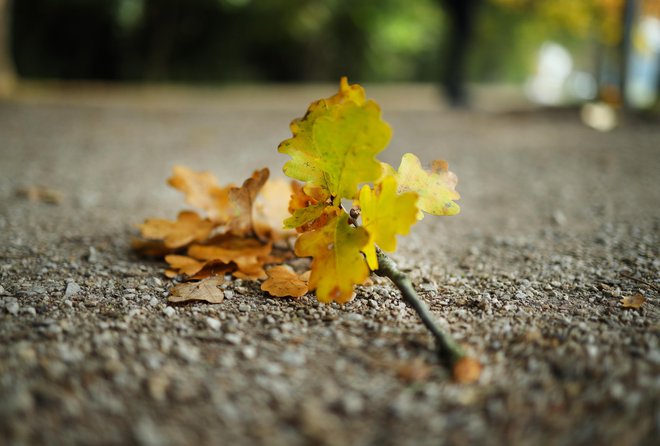 Jesen spominja na stare ljudi. FOTO: Jože Suhadolnik/Delo