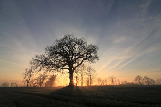 Po smrti živi kot drevo. FOTO: Shutterstock