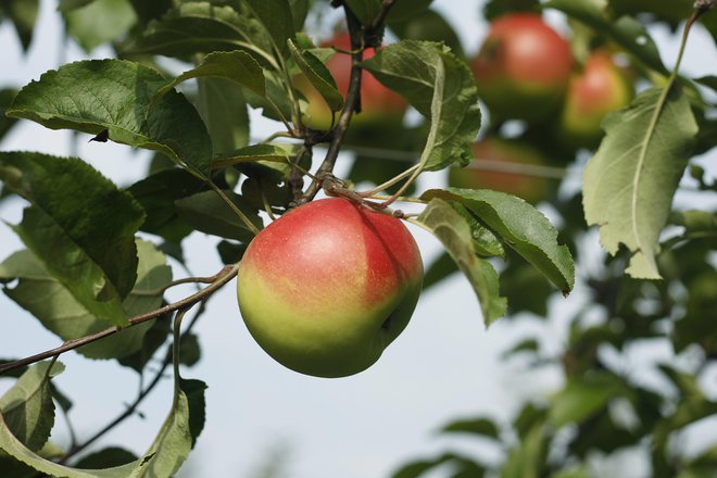 Kralj sadja je pri nas še vedno jabolko, čeprav njegova potrošnja pada, ugotavljajo v sekciji za sadjarstvo pri Zbornici kmetijskih in živilskih podjetij. FOTO: Leon Vidic