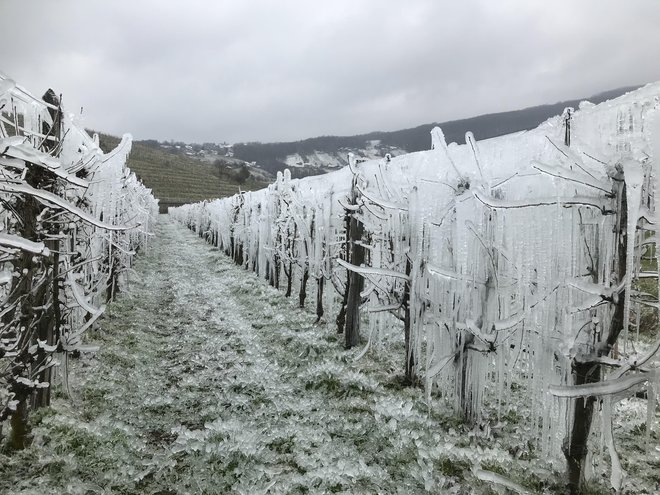 Oroševalni sistemi so najučinkovitejša zaščita pred pozebo, a je njihov delež v slovenskem sadjarstvu še premajhen. FOTO: Fotodokumentacija Dela