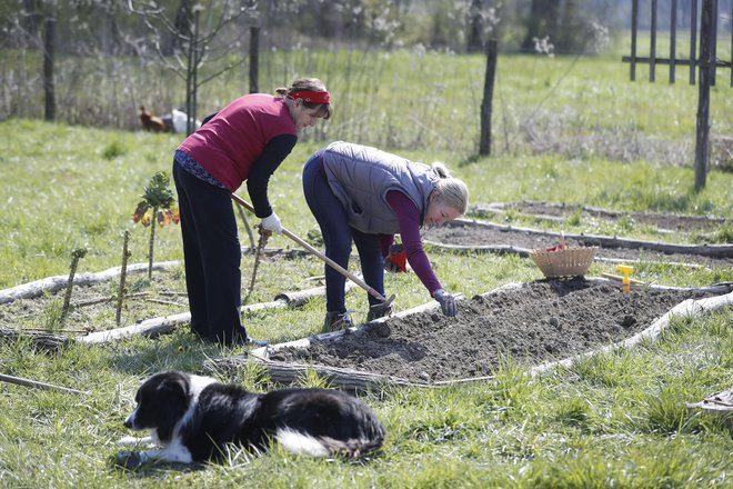 Vrstni red spravila z vrta je tak: najmanj mraza zdržijo krhkolistne, glavnate solate, radiči zdržijo veliko dlje, zelo dolgo zdržijo tudi različne vrste zelja, zato ga ni treba prehitro puliti in v časopis zavitega dajati v klet.&nbsp;FOTO: Leon Vidic/Delo